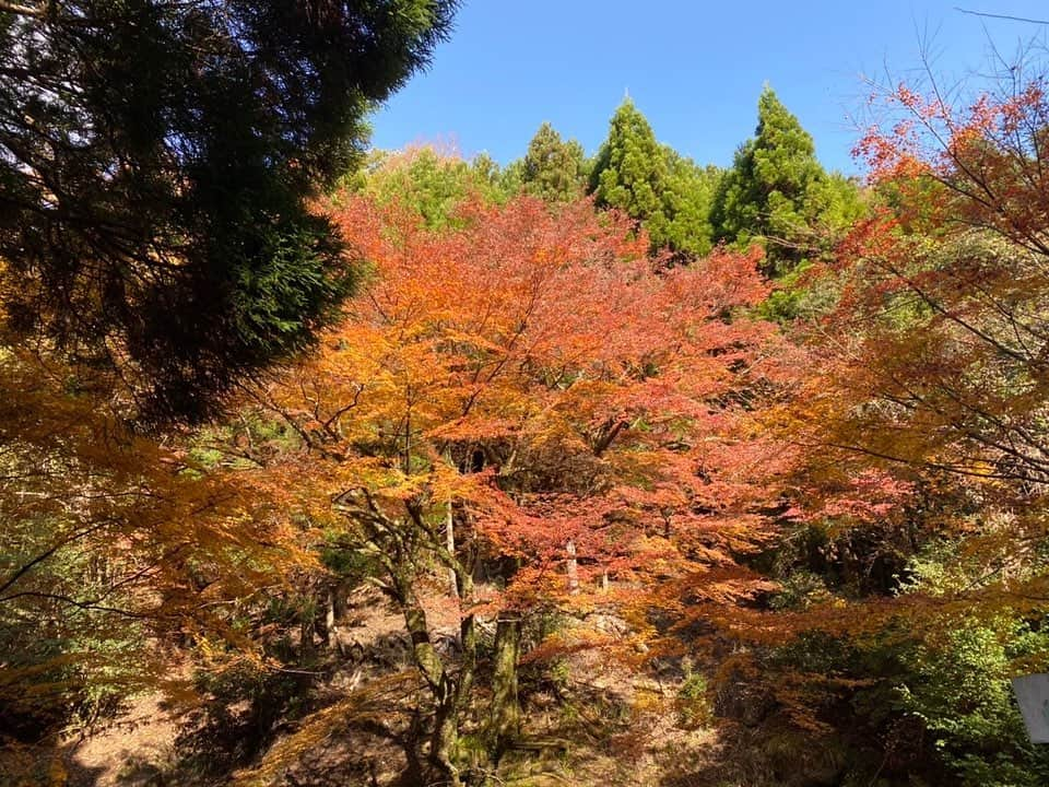 山下七子さんのインスタグラム写真 - (山下七子Instagram)「こんばんは🐿 先日アサデス。KBCで放送された紅葉ロケの写真を共有させて下さい♪  まず1枚目〜3枚目は添田町 英彦山にあるひこさんホテル 和さん🍁♨️ 露天風呂に入りながら見上げるのではなく間近で色鮮やかな紅葉が見ること出来るんです！！お湯に反射している紅葉も綺麗で気持ちよかったなあ〜☺️癒し×癒しでした〜🍂頑張ったなあ〜と自分へのご褒美にいかがでしょうか☺️ （髪の毛少しぐしゃっとなっていますがご愛嬌ということでお許しを🥺笑）  4枚目からは、築上町 寒田の牧の原キャンプ場の山奥にある紅葉🍁 本当に薄暗くてひんやりとしている山奥にあるので心配になりましたが、午前11時〜午後1時の日に当たる2時間だけ輝く紅葉！奇跡のモミジに出会えました🍁 山奥にドーム状のようになっている紅葉を付けた木が一本どしんと立っていて、日が当たってキラキラ輝いていましたよ〜✨🍁  #アサデス#アサデスkbc #KBC#リポーター#紅葉#紅葉ロケ#絶景#絶景スポット#ひこさんホテル和 #築上町#英彦山 #添田町#寒田 #温泉」11月26日 18時58分 - yamashita_nanako