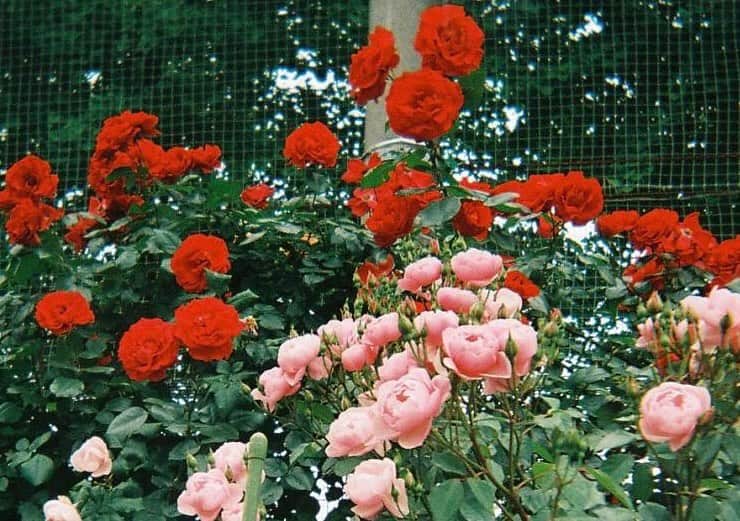 高橋龍之介のインスタグラム：「🌹」