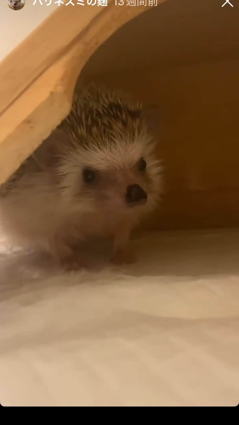 のインスタグラム：「🦔数日間、知り合いのお家で預かってもらうことになった麹🦔」