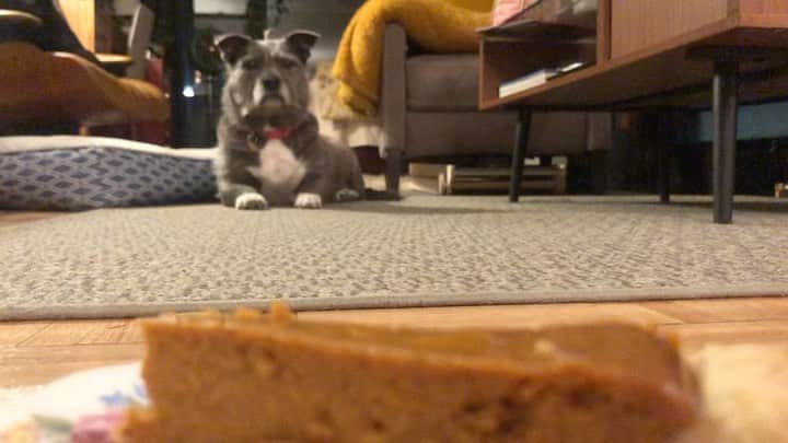 ズザンナ・シャコフスキーのインスタグラム：「Happy Thanksgiving weekend from Cindy. #annualpumpkinpie @thecindydoggy @millardcomedy」