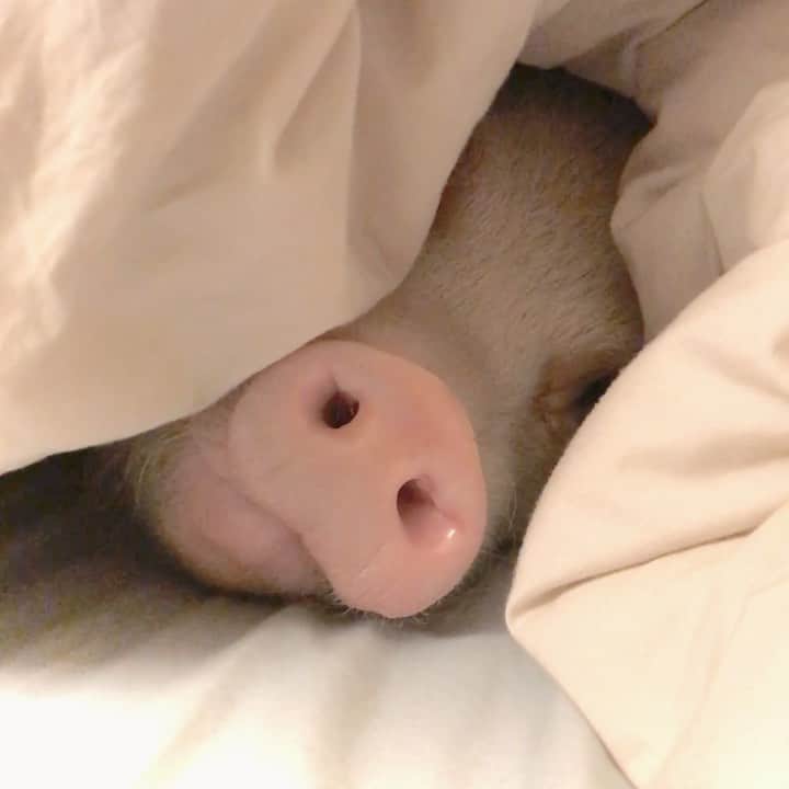 のインスタグラム：「Daily exercise 🐽💪🏼」