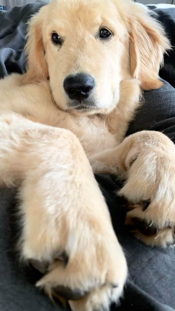 ニッキ・バン ダイクのインスタグラム：「Morning cuddles 🥺💛」