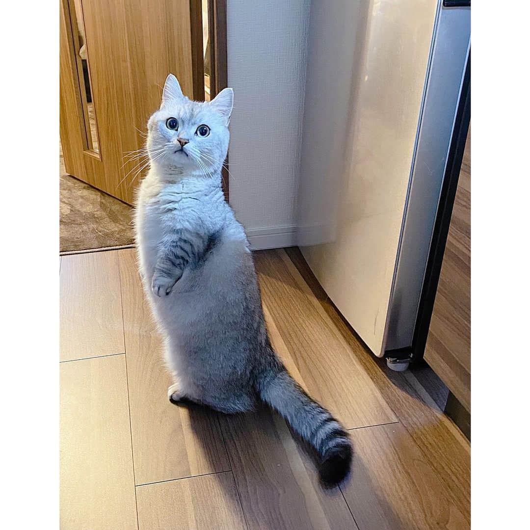 山谷花純さんのインスタグラム写真 - (山谷花純Instagram)「直立すると猫背じゃない猫。 あと一息。最後まで楽しんで。  #ミヌエット #まるとの生活 #猫がいる生活 #にゃんすたぐらむ」11月27日 6時26分 - kasuminwoooow