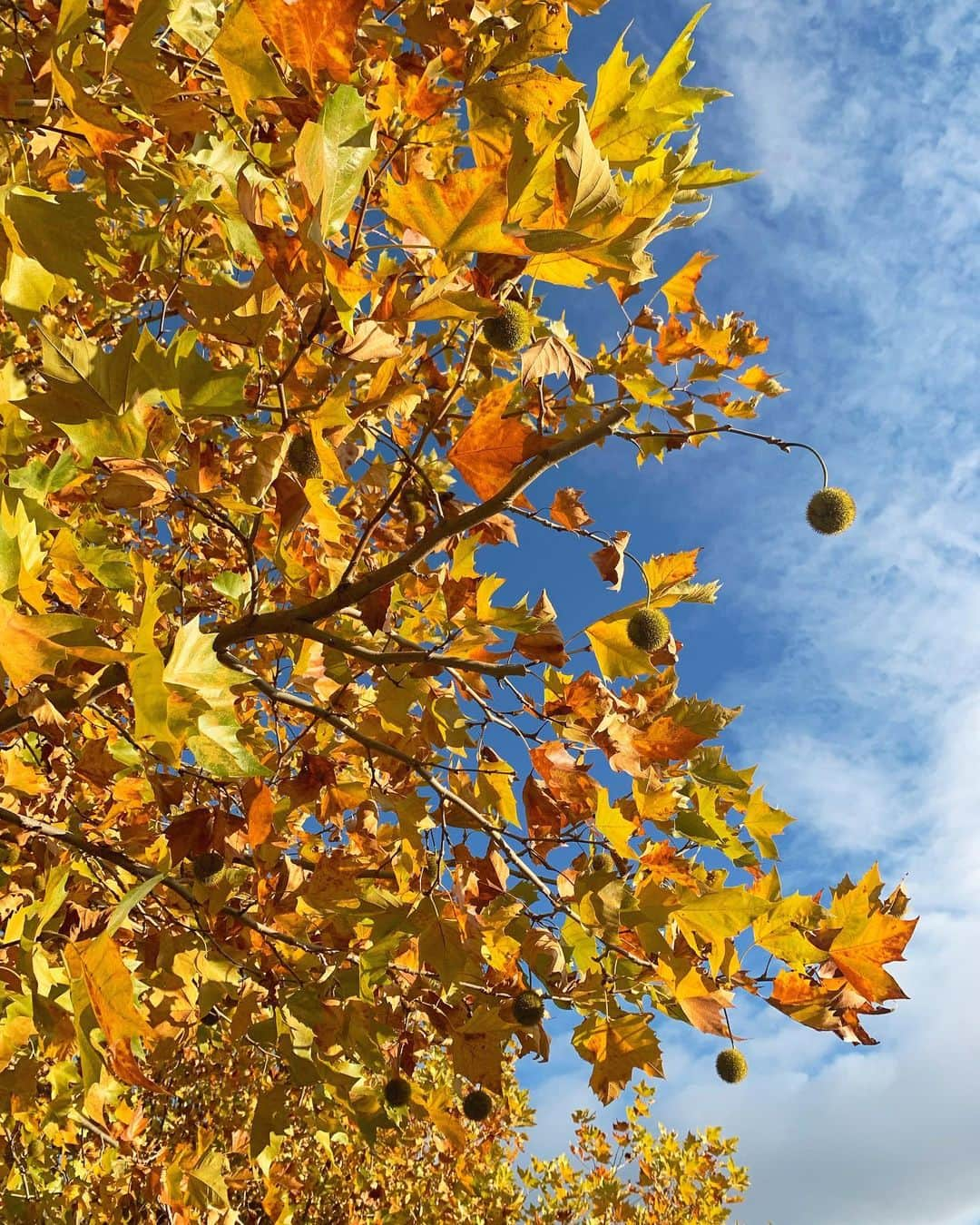 竹内佐織さんのインスタグラム写真 - (竹内佐織Instagram)「秋じゃん🍁 最近朝散歩にハマり。健康。気持ち良い。最高じゃん？  #photo #camera #カメラ女子」11月27日 8時40分 - takeuchi_saori_official