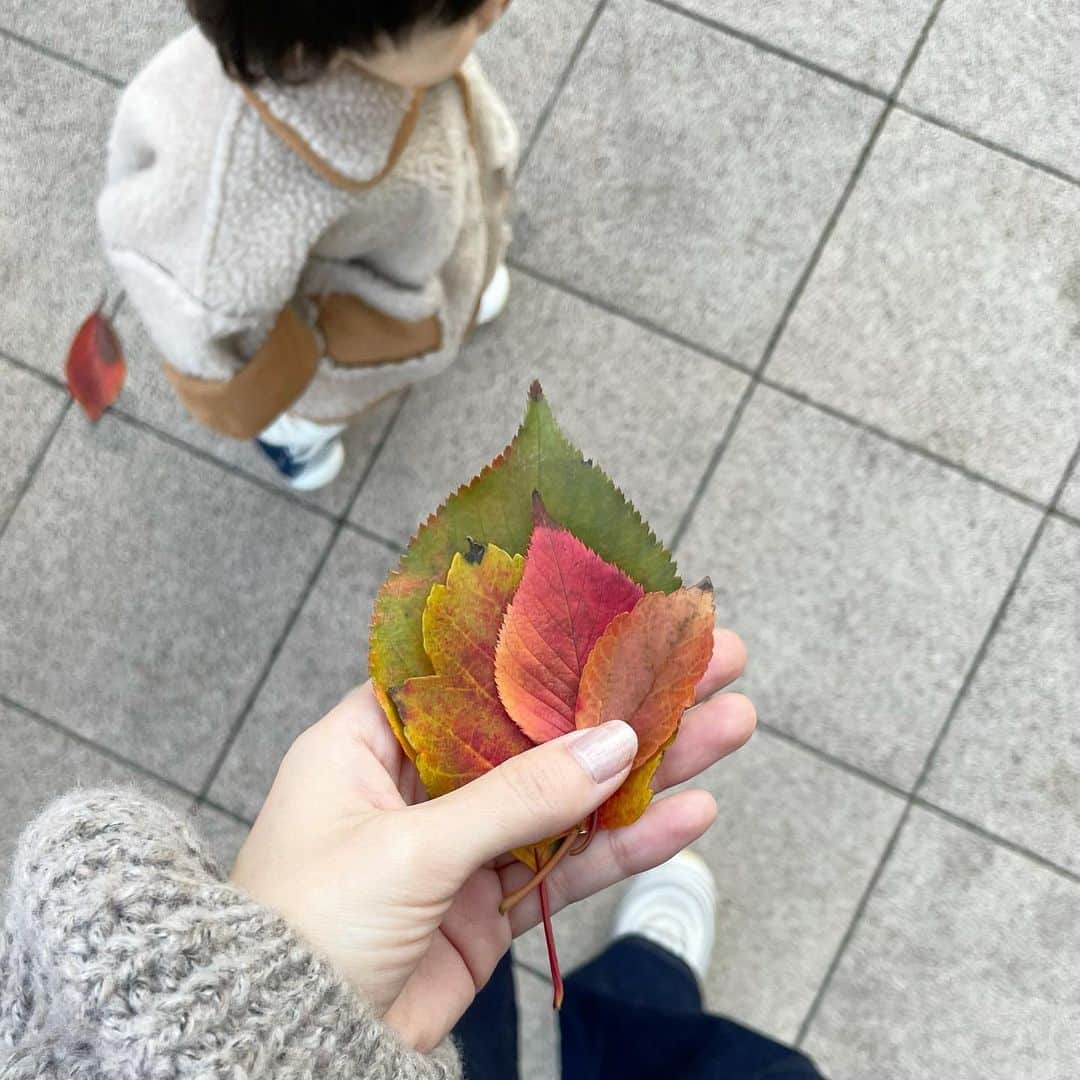 松尾 瞳のインスタグラム：「. 公園で息子が一生懸命拾い集めて 私にプレゼントしてくれた落ち葉、、🍂❤️  そんなに綺麗じゃないものもあるけど 可愛くて４枚とも持ち帰ってきてしまった🍁 (けど途中で１枚落としたのか家に着くと 赤いのがなくなってて地味に悲しかった)  #一歳児 #男の子 #男の子ママ  #公園遊び #子どものいる暮らし  #令和2年ベビー #男の子baby」