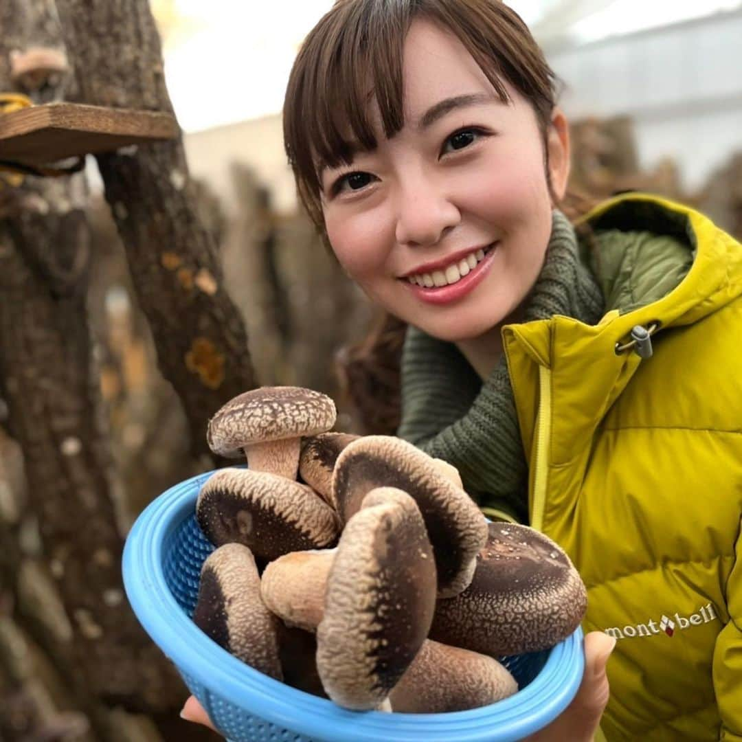 宮﨑玲衣のインスタグラム：「* きょうの土曜版は #修善寺 をぶらり🍁 いろんな秋をお届けしました！  #人力車 に揺られながら見た 昼間の紅葉はもちろん、 ライトに照らされた #虹の郷 の 夜の紅葉もとっても綺麗でした😍  修善寺を盛り上げたい！ という強い想いを持つ 勝野さんの #燕舎 に 原木栽培の #しいたけ狩り 🍄 隠れ家的カフェの #茶庵芙蓉 🍵  今回も素敵な出会いが たくさんあったなあ！  プライベートも含め 修善寺は何度も訪れていますが また行きたい場所です😆 #静岡 #アナウンサー #宮﨑玲衣 #ロケ」