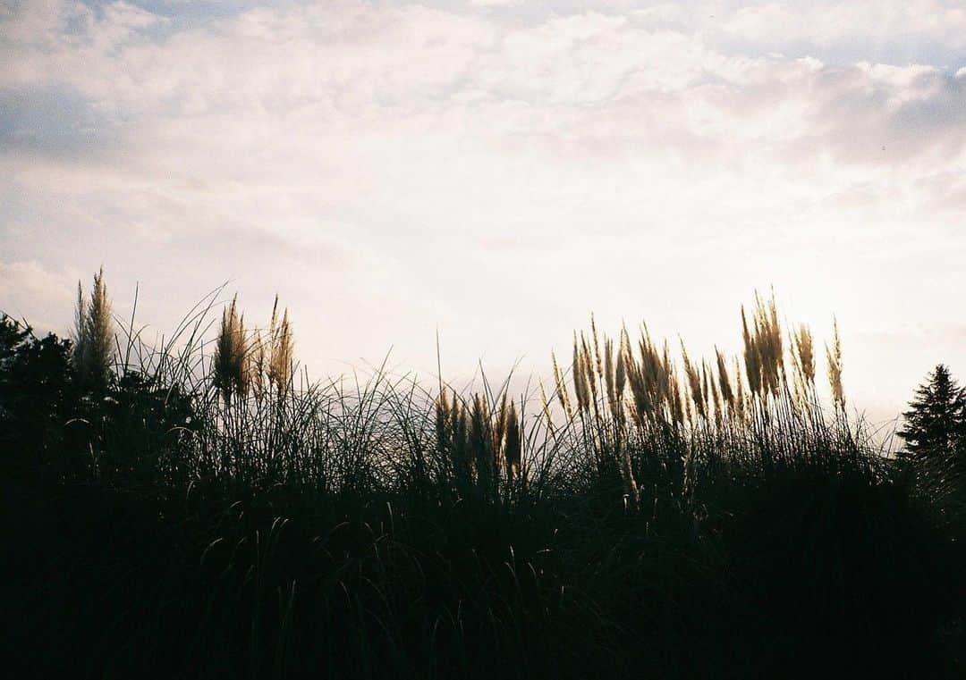 菜乃花のインスタグラム：「🌾🌾 🌾  コロナ前にお出かけしたいつかの。  フィルムで撮った写真は現像だした頃には 時期がすぎてるあるある。  人にも会えるようになったし、 外にも出れるようになったし、 また撮ろっと。」