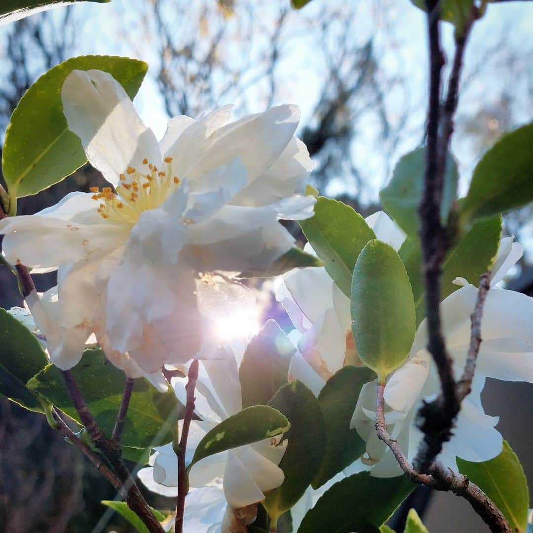 岩山立子さんのインスタグラム写真 - (岩山立子Instagram)「#山茶花  #sasanqua  #camellia japonica」11月27日 14時47分 - jazzestme