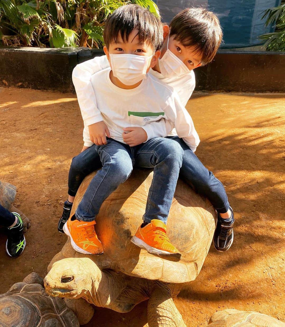 ブラザー4チャンネルのインスタグラム：「伊豆にある体感型動物園iZooに遊びに行きました✨ 爬虫類が苦手かな？と思っていた子どもたちが帰る時には飼いたいと言うほどに‼️😅 ⁡ 今日の動画で公開してるので是非見てみてください♫ ⁡ #brother4 #YouTuber #動物園 #iZoo #伊豆 ⁡#ヘビ #かめ #みんなのダーウィン」