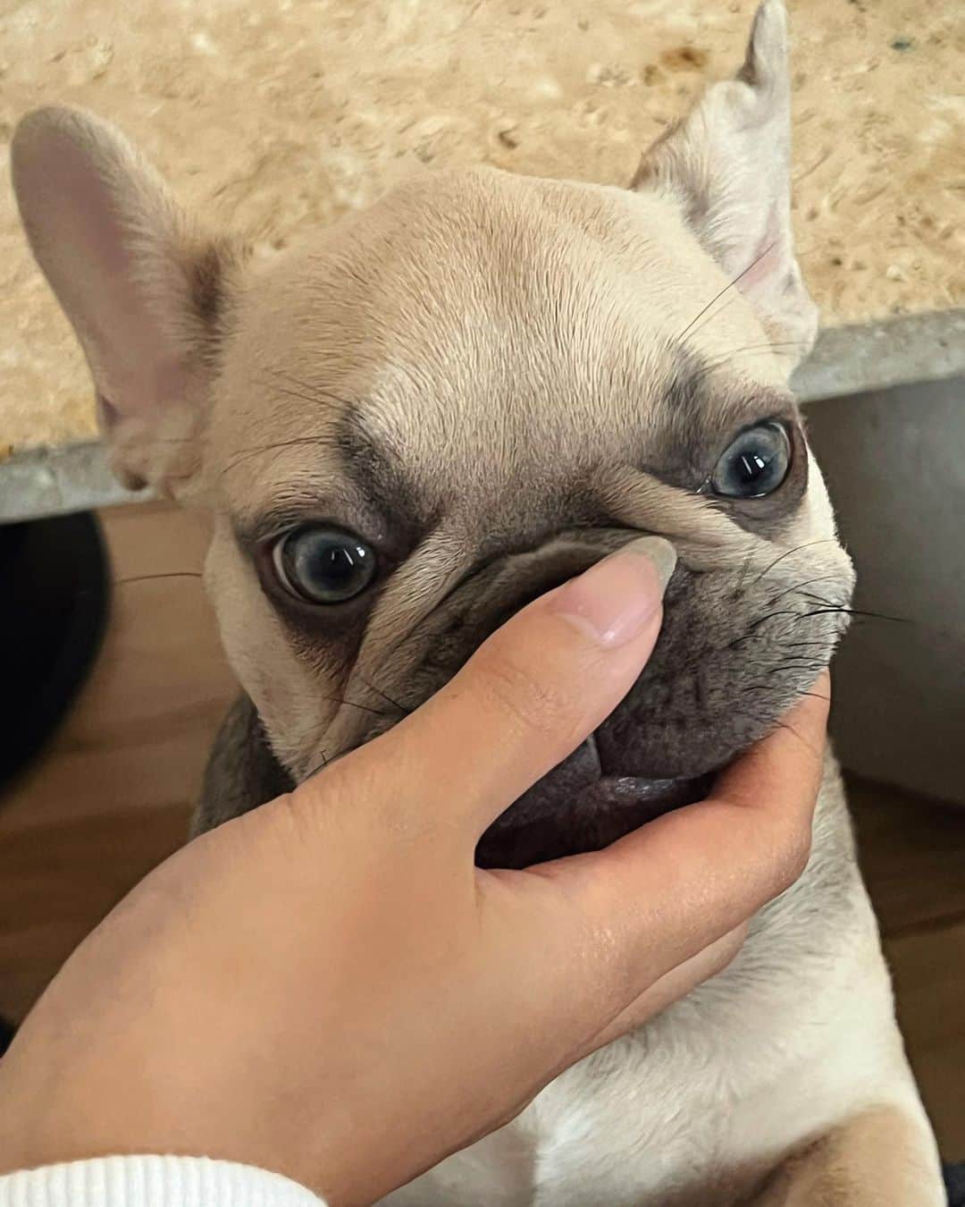 リリーマイマックのインスタグラム：「boop 🥺」