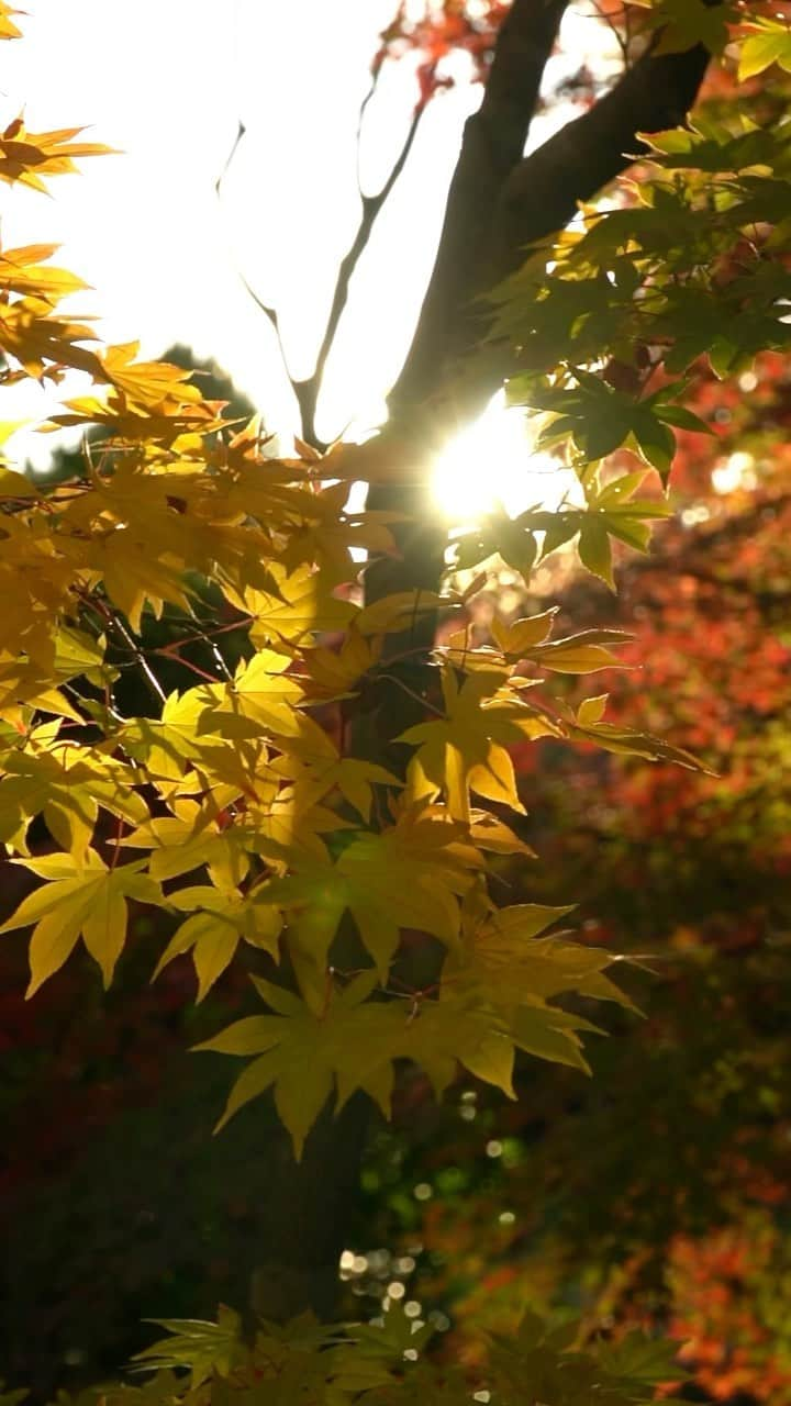 志摩マキのインスタグラム：「เฮ้อ秋っていいね！Such a beautiful🍁🎥❤️🇯🇵  #🍁　#❤️ #🇯🇵 #🎥　 #紅葉　#東京　#日本　 #japan #travel #autumn  #ท่องเที่ยว #ญี่ปุ่น #ใบไม้เปลี่ยนสี」