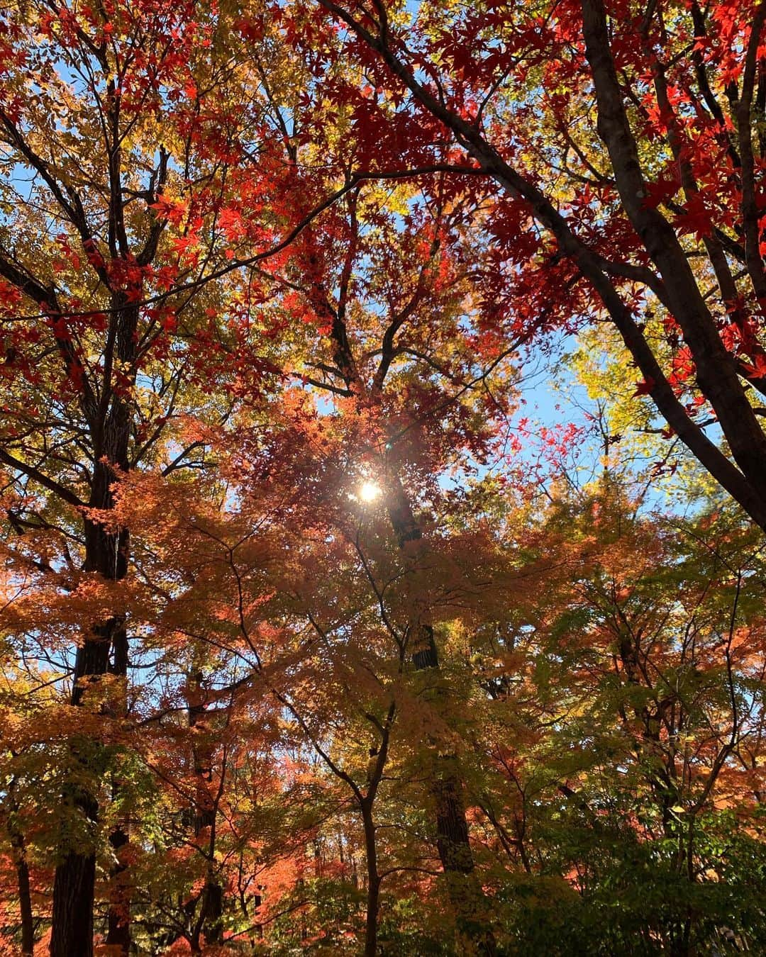 田中悦子さんのインスタグラム写真 - (田中悦子Instagram)「今年も紅葉🍁散歩  落葉しちゃったかな？と心配でしたが 見頃でした❣️🍁  #紅葉 #国営武蔵丘陵森林公園  #紅葉散歩 #かえで #公園 #風景写真 #加工なし #ウォーキング #お散歩 #今から #お昼ご飯だよん #リース」11月28日 12時27分 - etsuko.reborn25