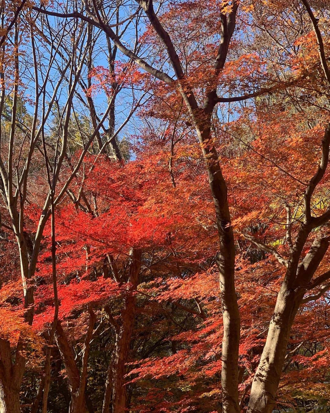 田中悦子さんのインスタグラム写真 - (田中悦子Instagram)「今年も紅葉🍁散歩  落葉しちゃったかな？と心配でしたが 見頃でした❣️🍁  #紅葉 #国営武蔵丘陵森林公園  #紅葉散歩 #かえで #公園 #風景写真 #加工なし #ウォーキング #お散歩 #今から #お昼ご飯だよん #リース」11月28日 12時27分 - etsuko.reborn25