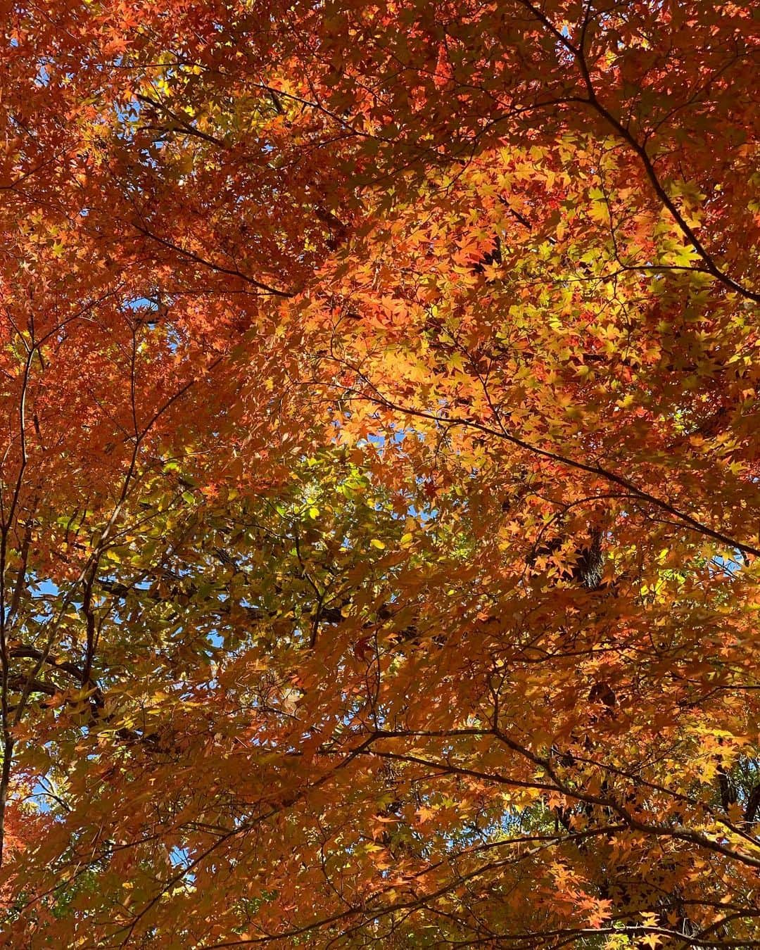 田中悦子さんのインスタグラム写真 - (田中悦子Instagram)「今年も紅葉🍁散歩  落葉しちゃったかな？と心配でしたが 見頃でした❣️🍁  #紅葉 #国営武蔵丘陵森林公園  #紅葉散歩 #かえで #公園 #風景写真 #加工なし #ウォーキング #お散歩 #今から #お昼ご飯だよん #リース」11月28日 12時27分 - etsuko.reborn25