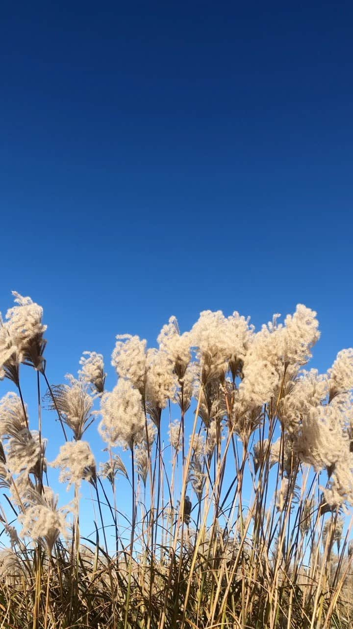 イ・シウォンのインスタグラム：「🌾」