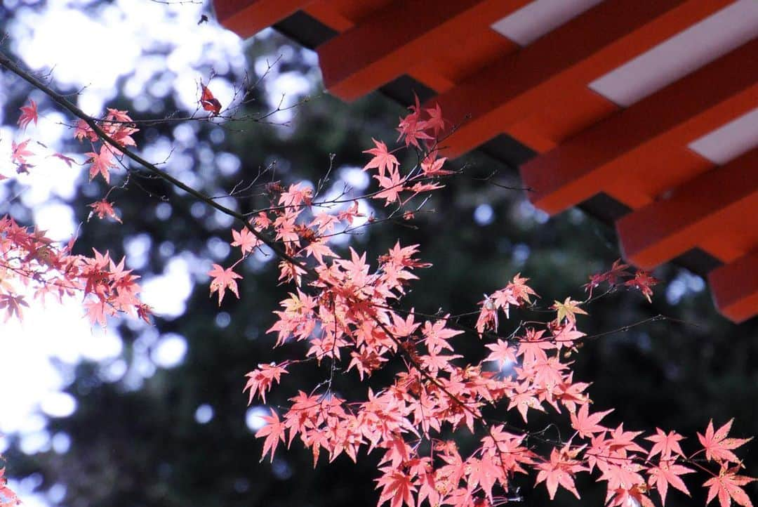 やなぎなぎさんのインスタグラム写真 - (やなぎなぎInstagram)「the autumn leaves in Takao🍁」11月28日 12時50分 - yanaginagi