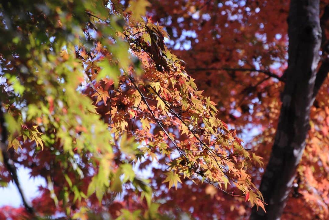 やなぎなぎさんのインスタグラム写真 - (やなぎなぎInstagram)「the autumn leaves in Takao🍁」11月28日 12時50分 - yanaginagi
