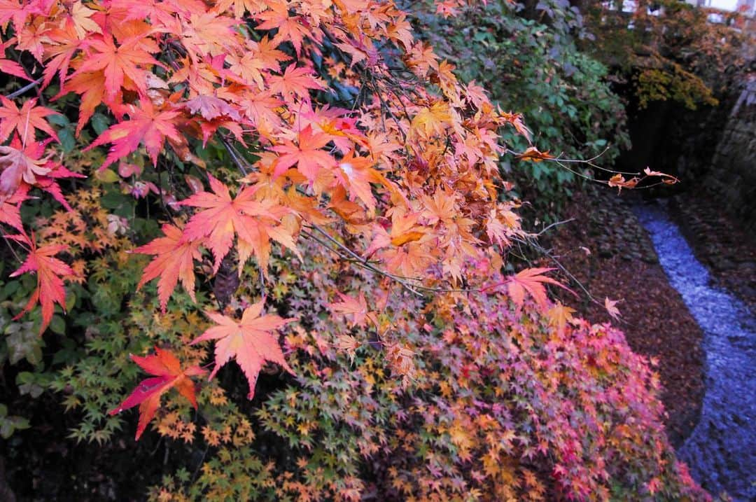 やなぎなぎさんのインスタグラム写真 - (やなぎなぎInstagram)「the autumn leaves in Takao🍁」11月28日 12時50分 - yanaginagi