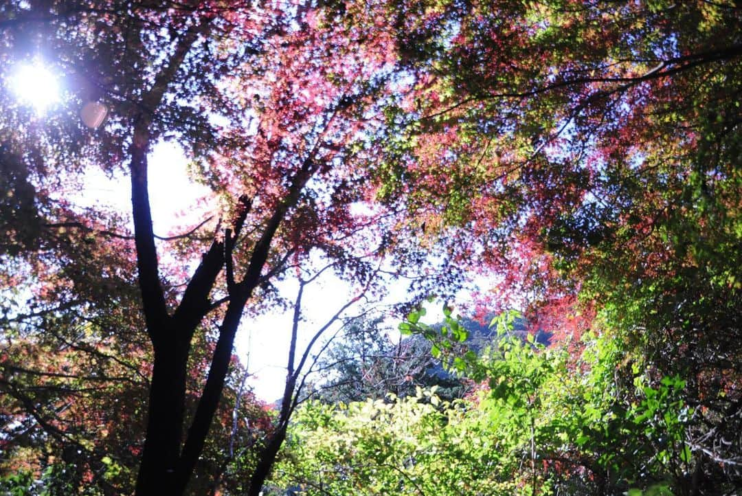 やなぎなぎさんのインスタグラム写真 - (やなぎなぎInstagram)「the autumn leaves in Takao🍁」11月28日 12時50分 - yanaginagi