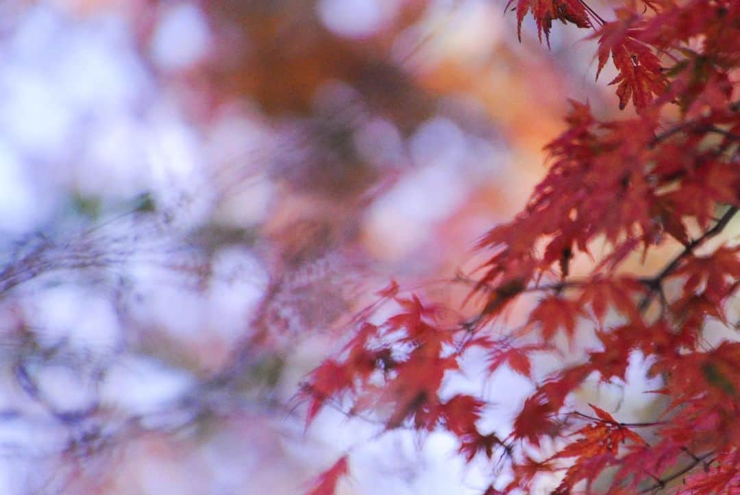 やなぎなぎさんのインスタグラム写真 - (やなぎなぎInstagram)「the autumn leaves in Takao🍁」11月28日 12時50分 - yanaginagi
