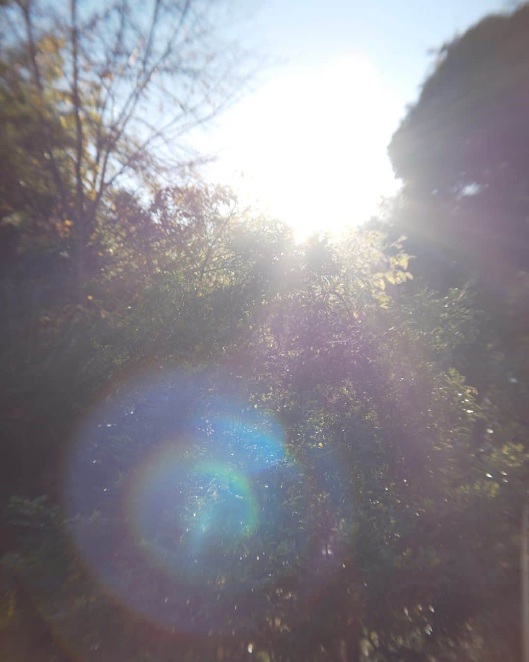 矢野未希子さんのインスタグラム写真 - (矢野未希子Instagram)「最近天気が良くて本当に幸せ。  キラキラしてる✨」11月28日 13時23分 - mikko1104