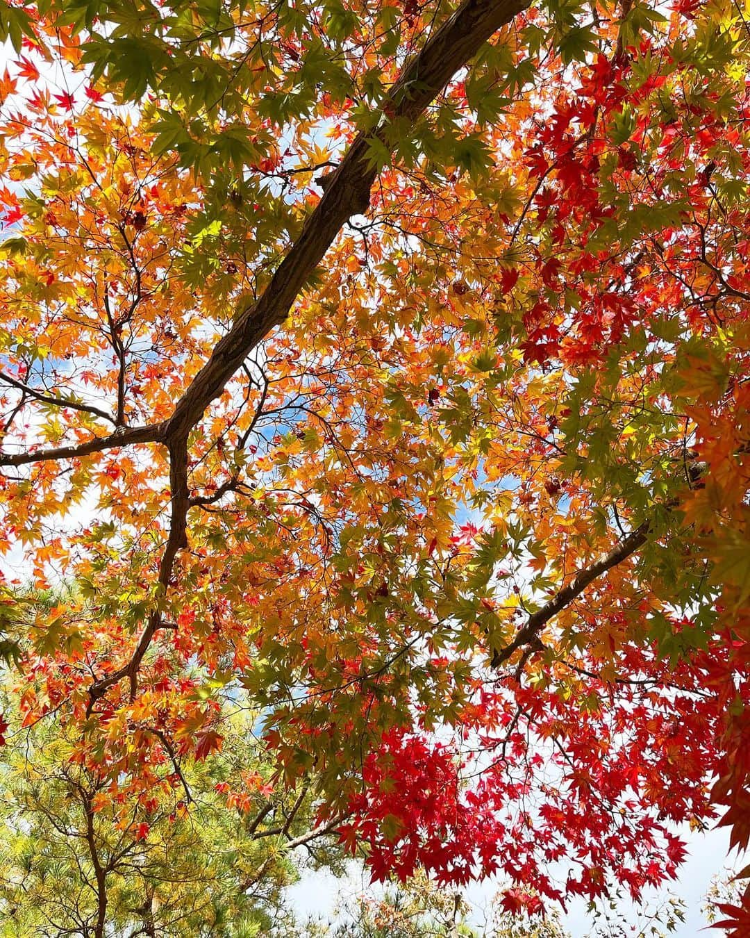 下村彩里さんのインスタグラム写真 - (下村彩里Instagram)「紅葉狩り😌🍁  関東も各地で紅葉が見頃をむかえていますね。  緑や黄色、橙色、赤色...など 色とりどりの紅葉を楽しみました😌 (※撮影時のみマスクを外しています)  #紅葉 🍁を #意識した洋服をきたら #同化しちゃいました ...  #下村彩里#テレビ朝日#テレビ朝日アナウンサー#報道ステーション#紅葉狩り#紅葉#彩り#季節#季節移り変わり#日本#四季#11月」11月28日 13時39分 - sairi.shimomura_ex