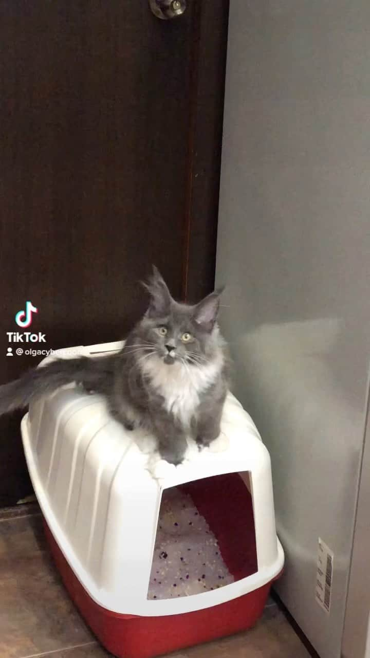 МейнКун MaineCoon Питомникのインスタグラム：「😺🦁❤️」