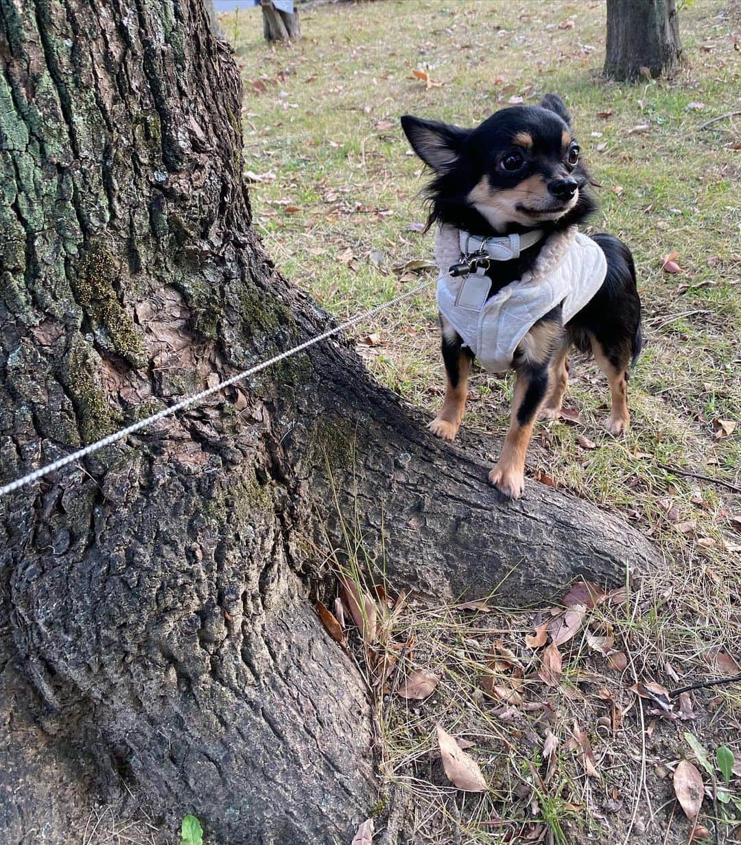 高塚南海さんのインスタグラム写真 - (高塚南海Instagram)「. . どうやったら犬慣れしてくれるかなぁ😳 ドックランでも犬とか人に びびりまくる。。 . #犬好きな人と繋がりたい   #ラック  #ブラックタン  #チワワ  #ロングコート」12月27日 14時21分 - southsea28