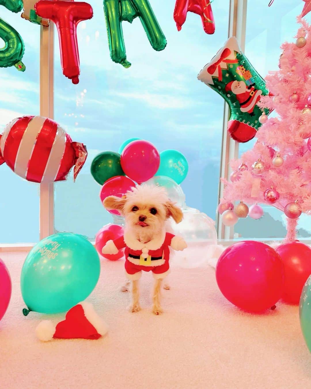 寿リリカさんのインスタグラム写真 - (寿リリカInstagram)「♡ Love Santa🐶🎅🏻❤️💚 ♡ ぶるぶるふるったらすぐに飛んでったぼうちε”ε”ε”(ﾉ* •ω• )ﾉ🎅🏻 ♡ らぶちゃんもパパサンタから大好物の馬肉🎁もらったよん😋❤️❤️ ♡ #dogstagram #dogxmas #santadog」12月27日 14時23分 - ririkakotobuki