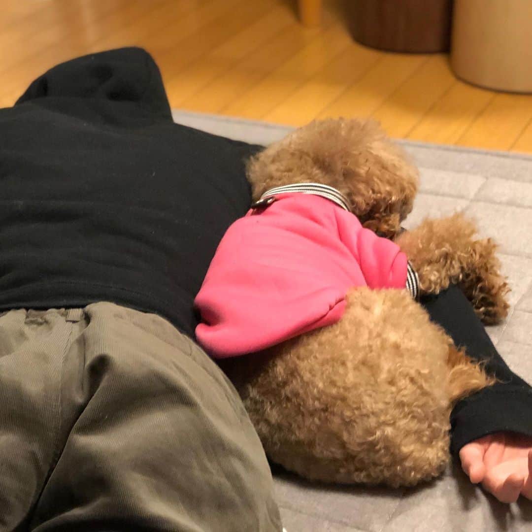 高田夏帆さんのインスタグラム写真 - (高田夏帆Instagram)「きゅん 弟のデュエリストです 犬のもふもふです」12月23日 22時23分 - takadakaho