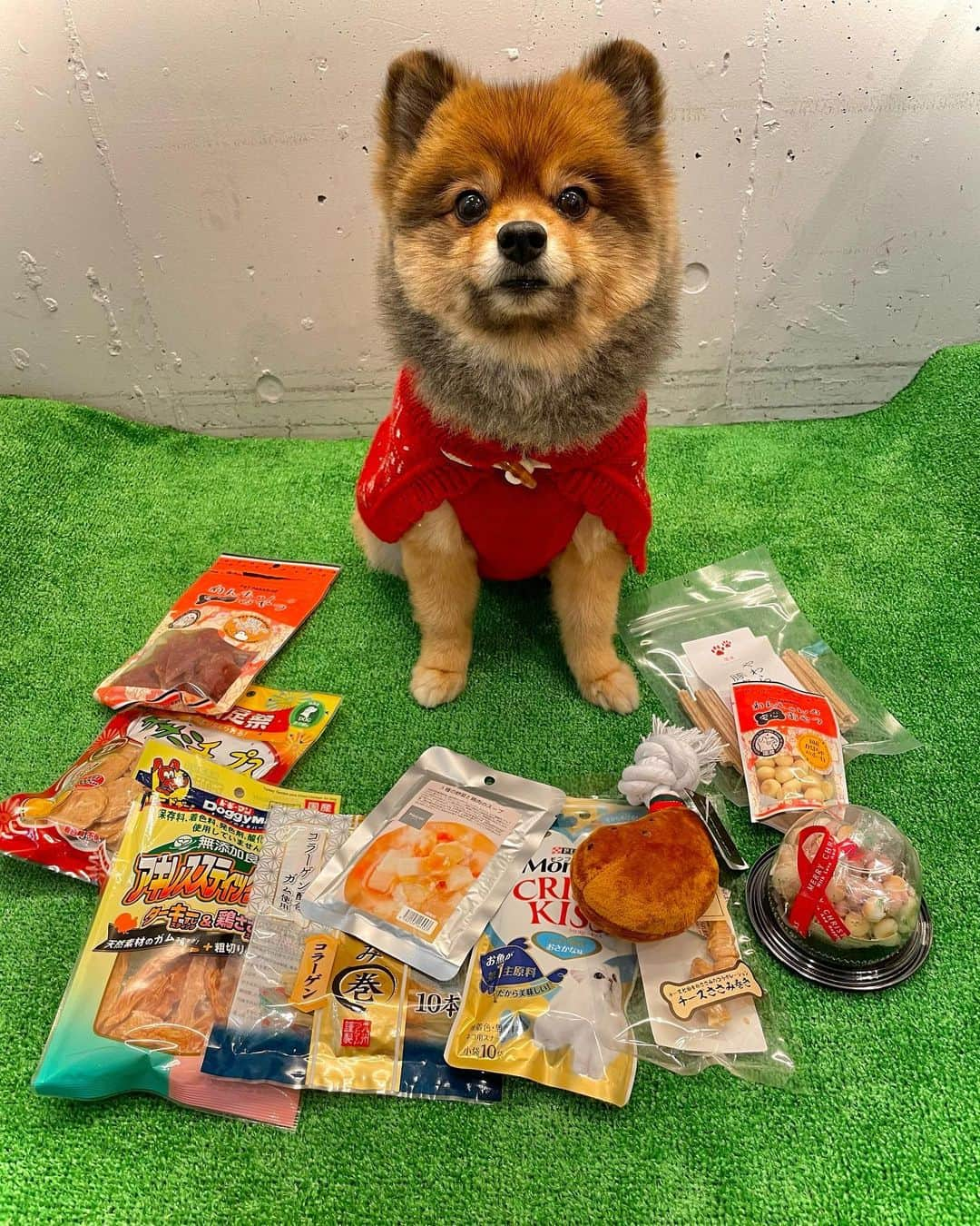 KITAKAZE & LILIさんのインスタグラム写真 - (KITAKAZE & LILIInstagram)「どーもお久しぶり投稿のkitakazeとリリです🤩🐶 一日か二日早いけどMerry  Xmas✨リア充は置いといて、ボッチの人安心して下さい。俺もリリも仕事です笑  tiktokも４月から更新してませんのでそろそろ皆の記憶から消えた頃だと思います。なので2022年の新星として来年からまたtiktok撮ります🤳💃  見つけたらこんな犬いたんだ！？😍って言う程でお願いします笑  後、リリ社長に一言…お前にサンタさんは何人いるんだ！？と…🎅  そして何でサンタはお前の愛するカロリーを持ってくるんだ！と！笑  どさくさに紛れて猫のオヤツ持ってくんな！と！笑  みんなにとって素敵なクリスマスになりますように🤩  #リリスタグラム#lilistagram#ポメラニアン #ポメラニアンが世界一可愛い #ポメラニアン部 #ポメ #ポメスタグラム #犬 #犬バカ部 #いぬのきもち #いぬぐみ #いぬすたぐらむ #ふわもこ部#ティックトック #pomeranian #pomeranians #pomeranianlove #pomeraniansofinstagram #pom #dog #dogstagram #doglover #doglife#tiktok#tiktoker#mignondog#mignonmamour#Xmas#クリスマス」12月23日 16時20分 - kitakaze_s_lili