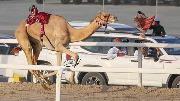 ناصر بن عبدالله المسندのインスタグラム：「. حاضرين🔥」