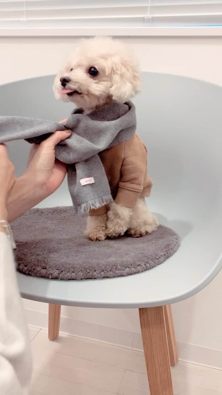 mizuのインスタグラム：「🧣  赤いのと同じ巻き方だけど、やっぱりこれがいちばんくずれないので、結び目の位置を変えたりしながら。  マフラー年内に販売予定です。」