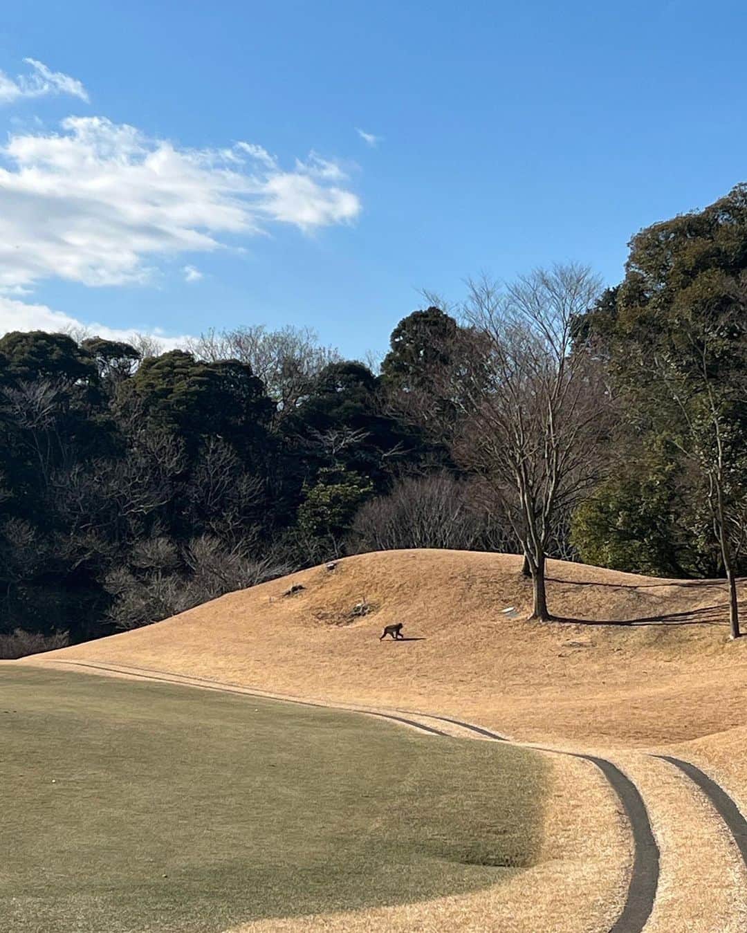 中上真亜子さんのインスタグラム写真 - (中上真亜子Instagram)「楽しみにしてたゴルフのお仕事🏌️‍♀️⛳️  千葉まで遠征したよ🏌️‍♀️ （また膝に草ついとるの無視しようと思って  急に調子悪過ぎるホールもあるし、まだまだ100を切ることが目標です😇そしてね4枚目見て🐒途中、お猿さんが出たの！！！最初は1匹居て、その子に着いて行ったらそこに6匹いたの😳でも集中力切れて、このホールが猿に夢中で1番スコア悪かったよ🐵集中力にまさるものないね🐒  最後の1枚は相変わらず大きい少年の沖学園ゴルフ部元監督の宏明先生🏌️‍♀️飛行機からずっと面白いよ、クラブ8本でやって来てるんだから🏌️‍♀️ #人生で初めてドラコンの旗を刺したよなんで私が」12月23日 19時19分 - maako_nakagami