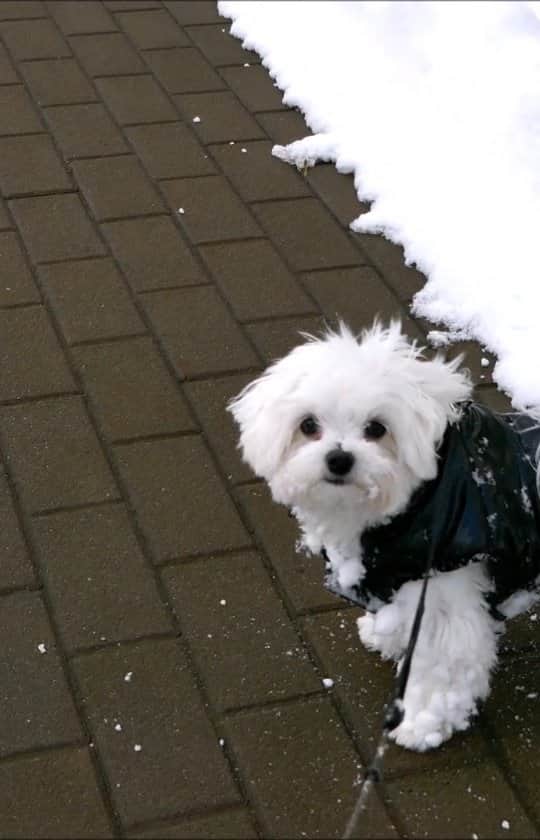 Toby LittleDudeのインスタグラム：「It's only cold if you're standing still ❄️😂  Jacket @canadapooch  #maltese #puppy #dogsofcanada🇨🇦 #dogsofvancouver #theothemaltese」