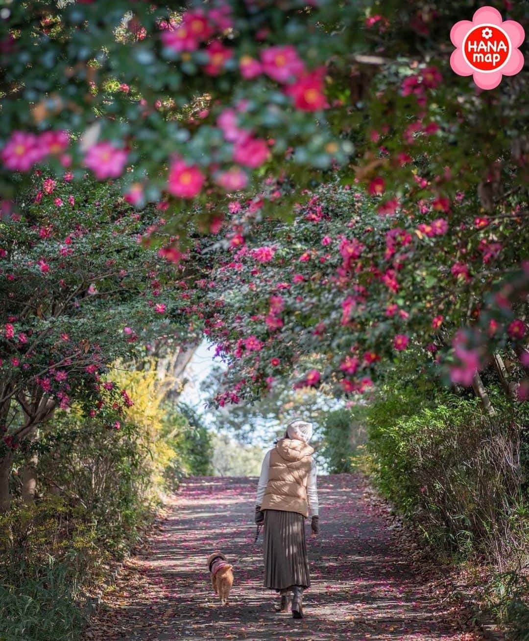 はなまっぷ❁日本の花風景のインスタグラム