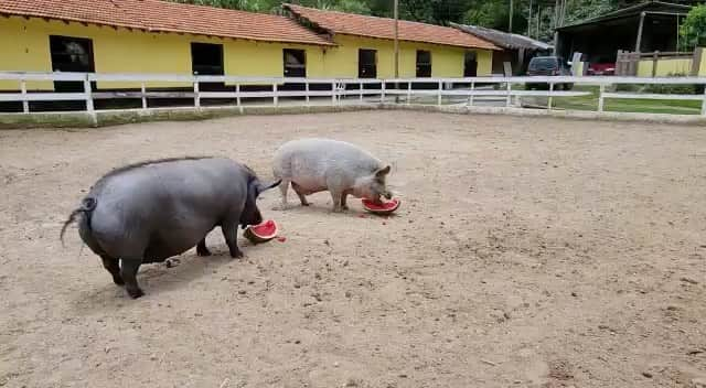 Jamonのインスタグラム：「Me and my brother are on vacation at @doutorapig spa... being treated like kings  #jamonthepig #pigsofinstagram #pigsaspets #friendsnotfood」