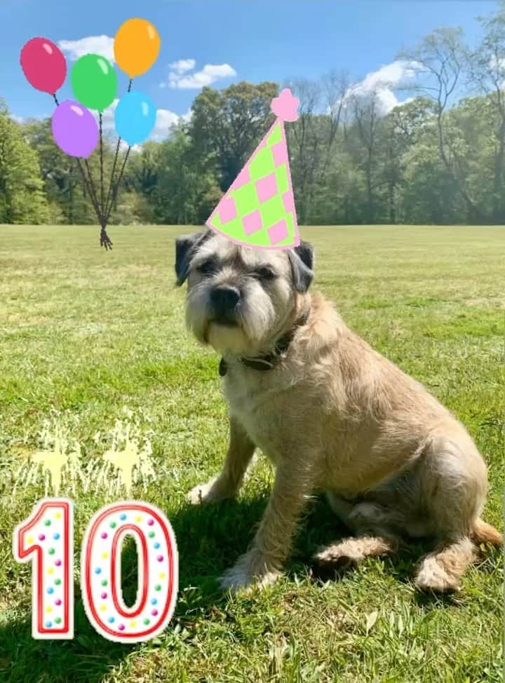 ララ・ストーンのインスタグラム：「Happy birthday to my bestest pup 🥰🐶🥰」