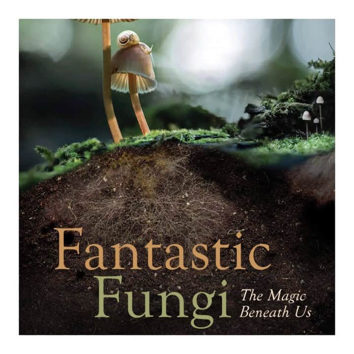 エマ・ワトソンのインスタグラム：「Mushrooms ARE magic!!! ✨✨✨🍄🍄🍄 Check out this incredible documentary @fantasticfungi on Netflix and prepare to have your mind blown! 🤯  #fantasticfunginetflix #fantasticfungi #foraging #mushroomforaging #mycologyclub #fungilove #forestfloor #mushroomspotting」