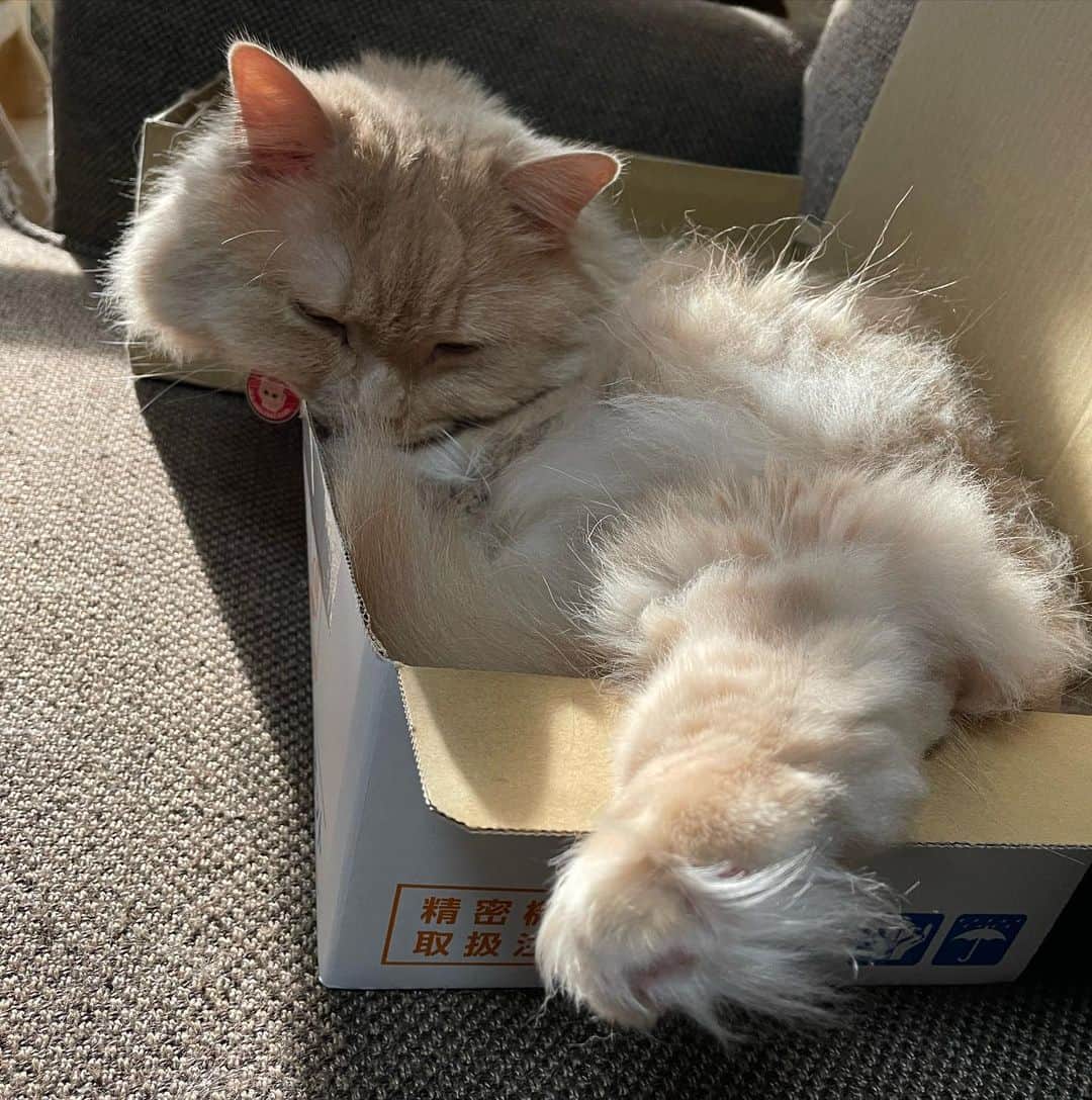 yachimon3のインスタグラム：「モフモフ🦁 🐾もモフモフ☺️ #ねこのいる生活」