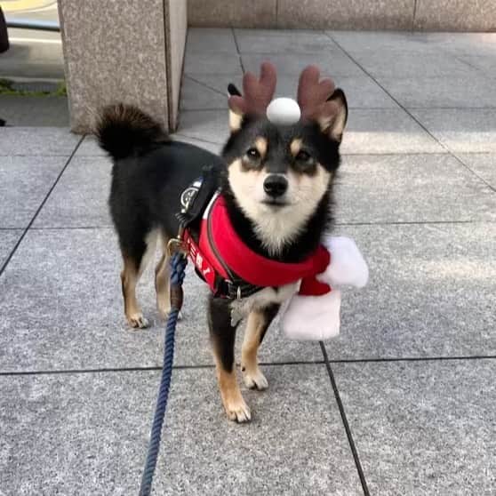 岩瀬玲のインスタグラム：「今日はクリスマスイブ🎄  素敵なクリスマスに なりますように❤️❤️  ワンコには　 クリスマスマフラーを❤️  #メリークリスマス #クリスマスイブ」