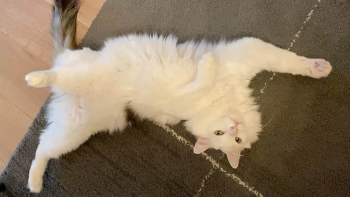 宮里藍のインスタグラム：「冬毛モフモフの床暖大好き動くてんてん。#てんてんとの生活 He is so fluffy now! #lifewithtenten」