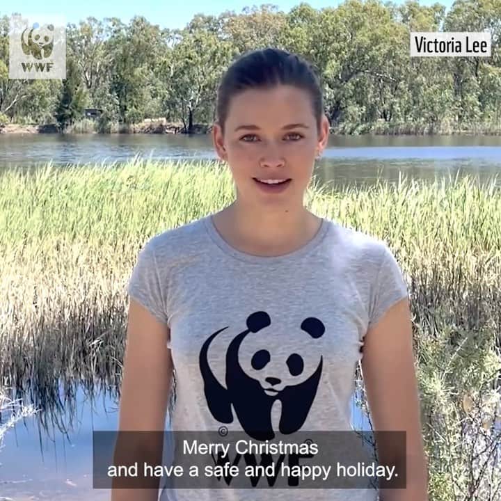 Victoria Leeのインスタグラム：「Thank you for joining me and @WWF_Australia this year on their ambitious mission to #RegenerateAustralia 🐨🧡🌳   It’s been a huge year and together we were able to achieve so much for our wildlife and wild places. I can’t wait to see the exciting projects we’ll work on together in 2022.  Merry Christmas! Wishing everyone a wonderful holiday and a safe and happy new year💫🎄❤️」