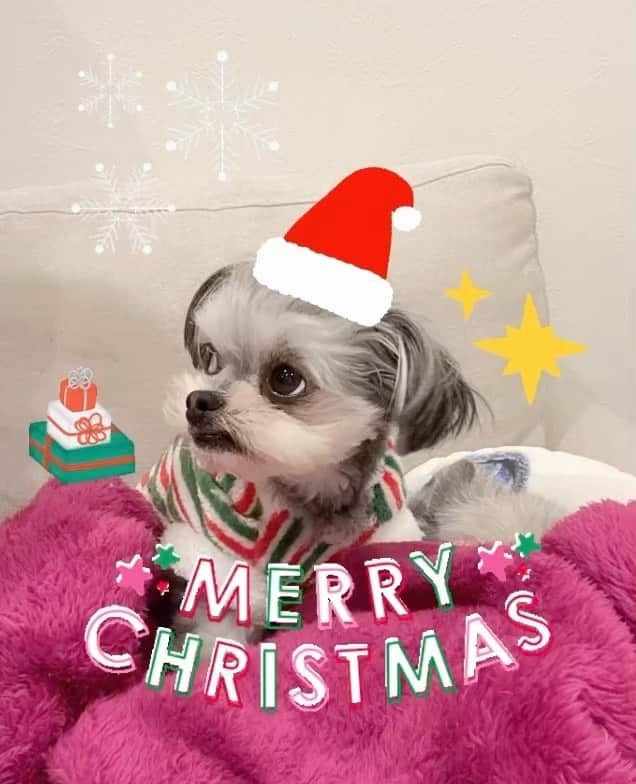 半田あかりのインスタグラム：「メリクリなのよ🎄🌟  今日は、ハリちゃんとバブちゃんと おいちいオヤツを食べたのよ。  🌟飼い主より🌟 みなさんも素敵なクリスマスをお過ごしください🎄😊✨✨ メリークリスマス！  #チワプー　#ちわぷー　#ミックス犬　#みっくす犬　#MIX犬　#mix犬　#アンダーショット　#アンダーショット犬　#犬　#いぬすたぐらむ　#ちわわ　#チワワ　#トイプー　#トイプードル　#といぷーどる　#ちわわ寄り　#チワワ寄り　#一歳　　#女の子　 #ひじき」