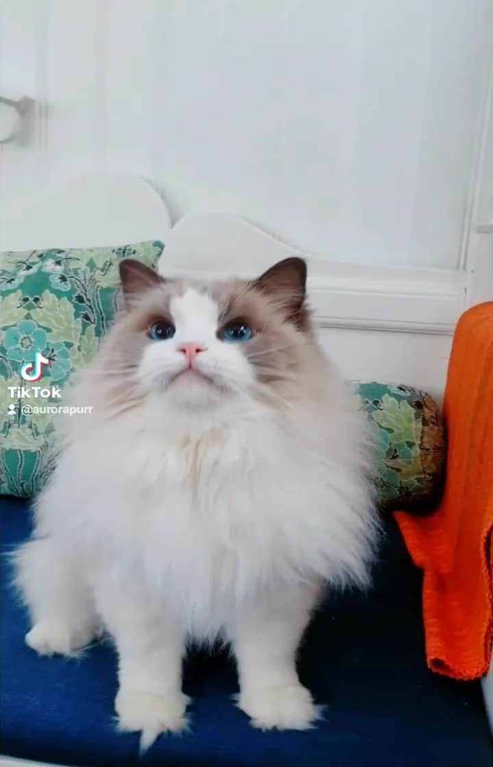 Princess Auroraのインスタグラム：「Aurora eating with chopsticks 🥢  Tiktok: @aurorapurr   #chopsticks #catsoftiktok #catsofinstagram #cats_of_instagram #cats #ragdollcat #ragdoll #ragdollsofinstagram #meow #meowed #fluffyfriday #fluffycat #floofy #godjul #julafton #aurorapurr #merrychristmas #christmasmorning」