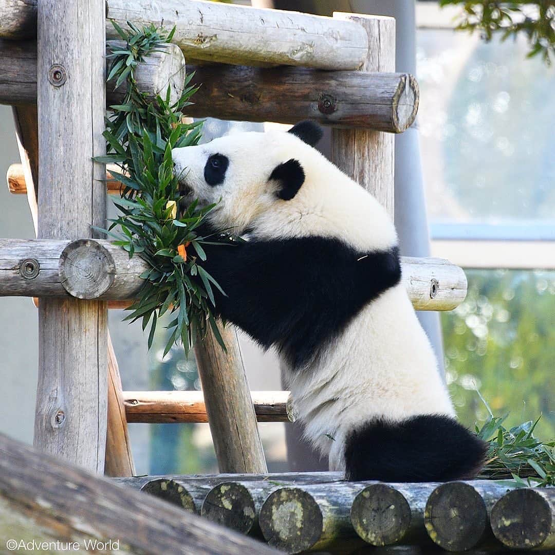 天才！志村どうぶつ園のインスタグラム