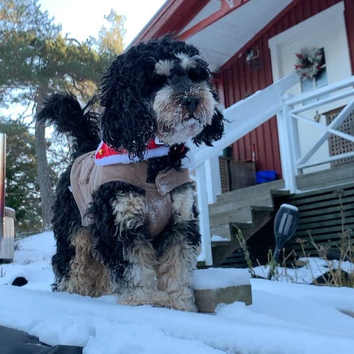 FluffyPackのインスタグラム：「GOD JUL / MERRY CHRISTMAS!🎅🏼❤️🎄// Bandit😎」