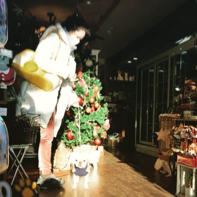 川原亜矢子さんのインスタグラム写真 - (川原亜矢子Instagram)「merry christmas🎄 #tokyo #japan #department56 #snowvillage #christmasvillage #frenchbulldog  #メリークリスマス  #フレンチブルドッグ  #デコレーション」12月24日 20時56分 - ayakokawahara