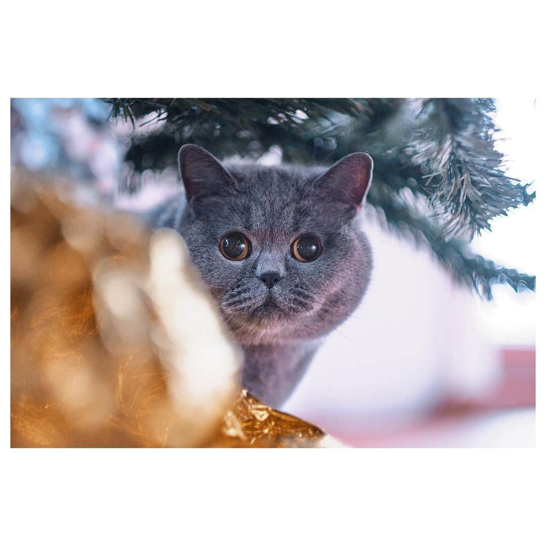 Poesje Miewのインスタグラム：「Happy holidays ❤️  . . . . .  #miewbruegel #weeklyfluff #catsofinstagram #meow #ブリティッシュショートヘア#neko #britishshorthair #bestmeow #antwerp #fujifilm #xt4 #xf56mm #happyholidays #猫 #猫好きさんと繋がりたい #猫のいる暮らし #ねこばか #にゃんこ #ねこ好き #ねこすたぐらむ #にゃんすたぐらむ #ねこのきもち #にゃんだふるらいふ #お家時間 #カメラのある生活 #富士フィルム #ファインダー越しの世界」