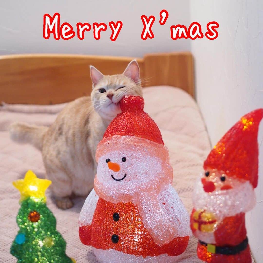 ruiruiのインスタグラム：「Happy Christmas 素敵なクリスマスをお過ごし下さい。 . . 前の投稿にたくさんのコメントありがとうございます🙏🏻 現在のマナたんはいろんな病院に通いながらですが、日常生活ができるようになってます。ただ心的外傷が大きく車を怖がったりしています。 心療内科に通ってはねられた時のトラウマが少しでもなくなるといいのですが…。 . 今回の事故の件では弁護士さんに相談しています。 . . #生前の福ちゃん #福ちゃんはお星様になりました #猫 #ねこ #にゃんこ #茶トラ #保護猫 #cat #cats #ilovecats #ilovemycat #instacat #Instagramcats #bestcats_oftheworld」
